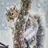 squirrel in the snow