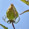 Hibiscus Flower Bud