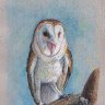 Owl with watersoluble waxpastels