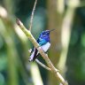 White Necked Jacobin Hummingbird in Central America 