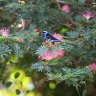 Male Red Legged Honeycreeper
