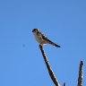 American Kestrel 