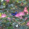 Red Legged Honeycreeper
