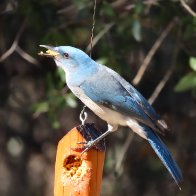Mexican Jay, Santa Rita Lodge, AZ.jpeg
