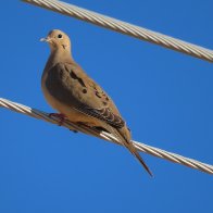 Mourning Dove !V, Santa Cruz Flats, Pinal Co., AZ.jpeg