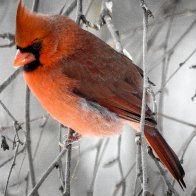 cardinal 1 (1 of 1).jpg