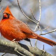 cardinal 2 (1 of 1) (1).jpg