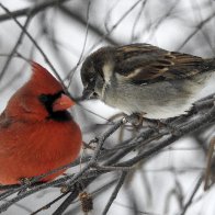 cardinal meets sparrow (1 of 1).jpg
