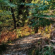 Another Magical Trail.jpg