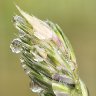 Wet Meadow Grass Spikelet