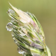 Wet Meadow Grass Spikelet.jpg