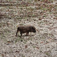 Yes, I'm Really This Tiny.jpg