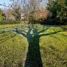 Shadow tree