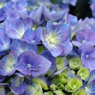 flowers-hydrangea-gallery-image.jpg