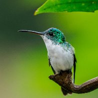 Andean Emerald-9166662.jpg