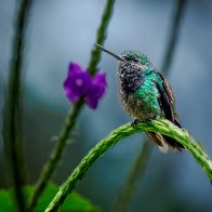 Purple-chested Hummingbird-9188675.jpg