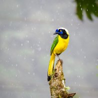 Green (Inca) Jay_9210193.jpg