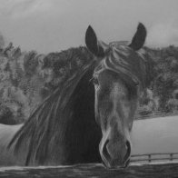 horse at the fence small.jpg