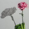 Carnation Shadow 