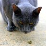 The Hunter