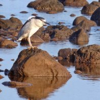 black crowned night heron hawaii.jpg