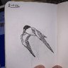 Bird Sketch