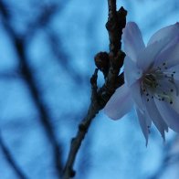 Blossom In Soft Blue.jpg