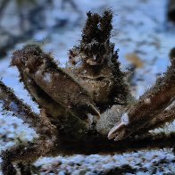 Decorator Crab Says Hello.jpg