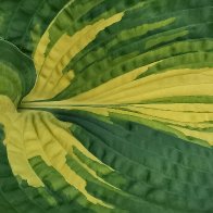 Oops, Some Yellow Has Been Spilt.jpg