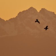 Gulls against Olympic Range, Washington..jpeg