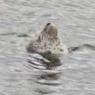 Harbor Seal, Bracketts Landing, WA.jpeg