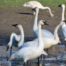 Trumpeter Swans at water, Sylvana, WA