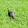 Wild Turkey