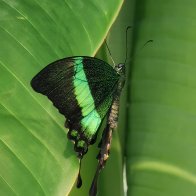 Emerald Swallowtail.jpg
