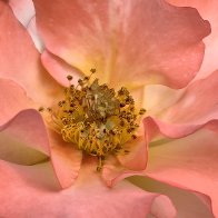 Look At My Frills.jpg