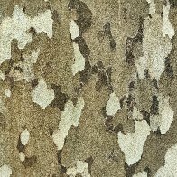 Platanus Hispanica'S Bark.jpg