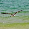 Sea Gull in Flight