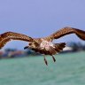 Flying Seagull