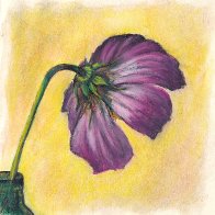 03_2026 Blume kleiner.jpg