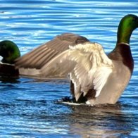 IMG_0241_framed (1).jpg