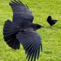 IMG_0262_framed (2).jpg