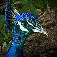 IMG_8080_framed (1).jpg