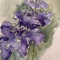 Scabiosa.JPG