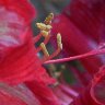 Red Amaryllis macro