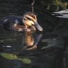Pacific Black Duckling aka Anas superciliosa