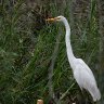 Eastern Great Egret