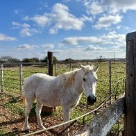 white horse named Baby.JPG