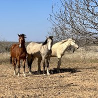 three horses.JPG