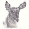 Waterbuck
