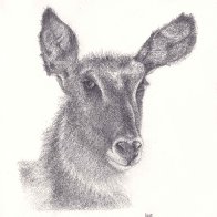 12032026 Waterbuck_compressed.jpg